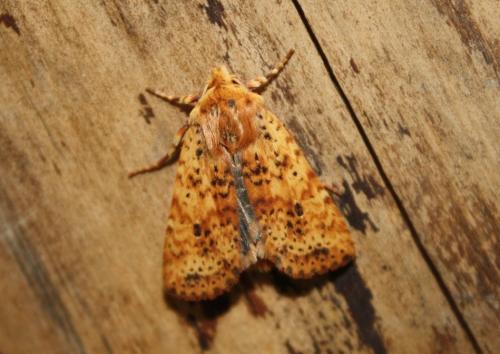 Réf. 243 703 : Conistra rubiginea